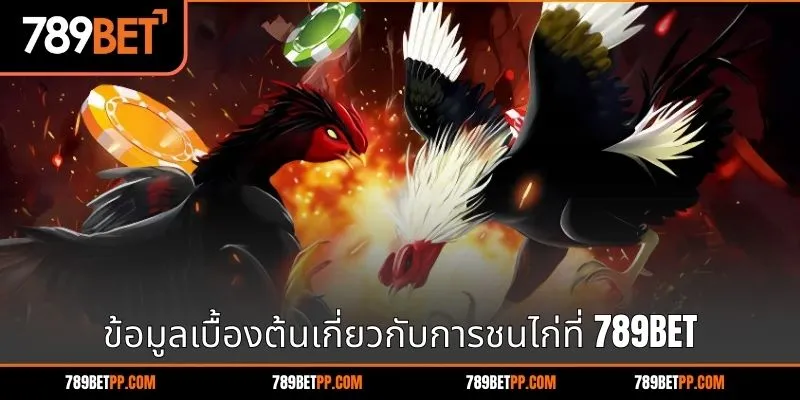 ข้อมูลพื้นฐานเกี่ยวกับไก่ชนที่เจ้ามือรับพนัน 789BET